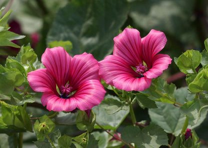 200 Rose Mallow (Hibiscus Lavatera Trimestris) Seeds