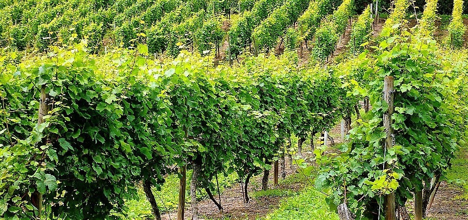 50 Green Table Grape (Vitis Vinifera) Seeds