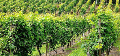 50 Green Table Grape (Vitis Vinifera) Seeds