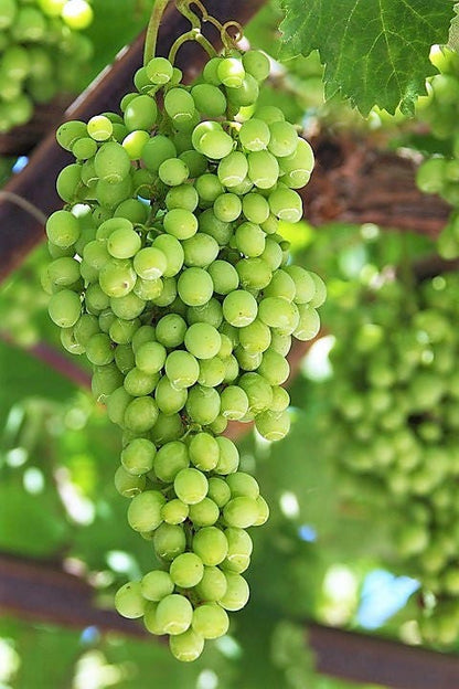 50 Green Table Grape (Vitis Vinifera) Seeds