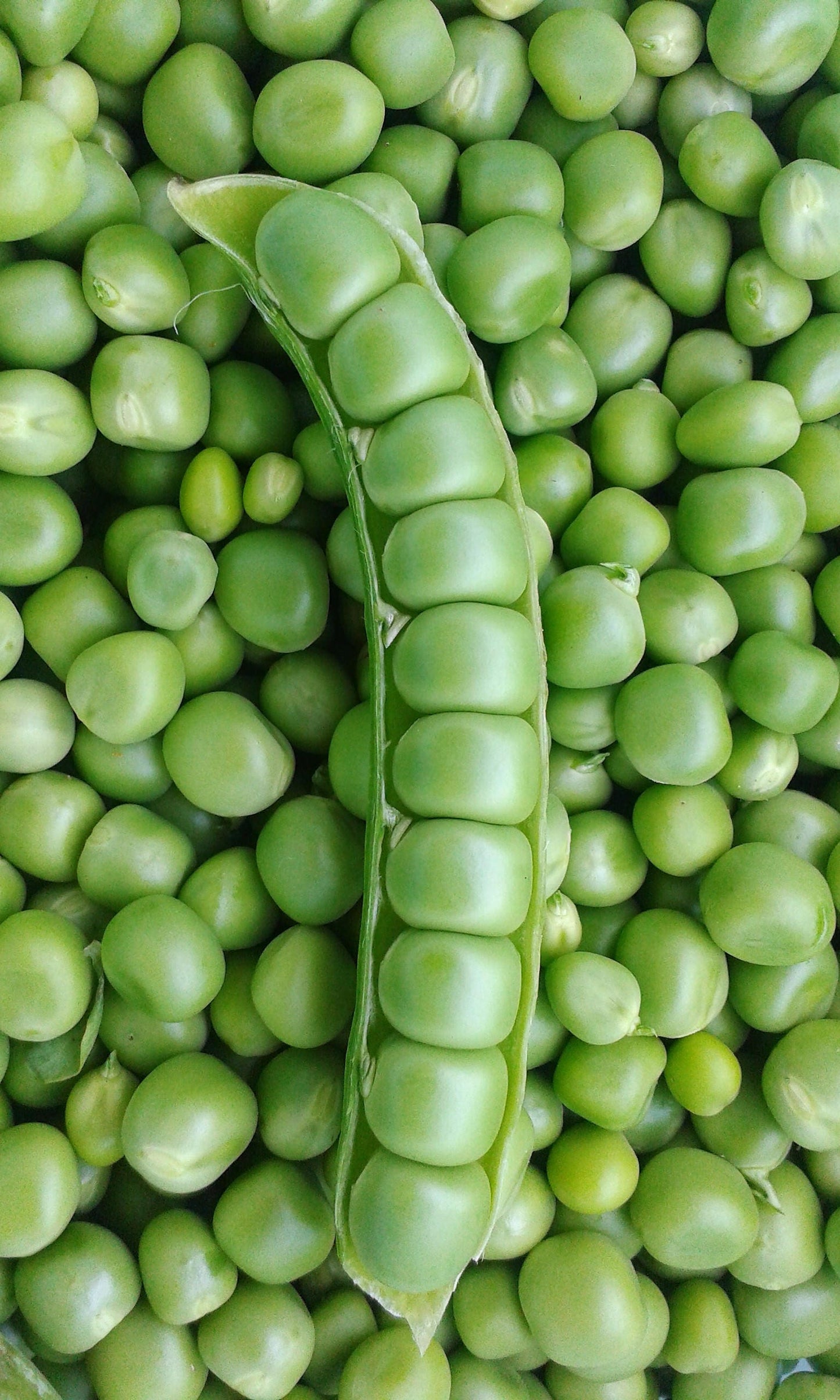 50 Super Sugar Snap Pea (Pisum Sativum Macrocarpon) Seeds