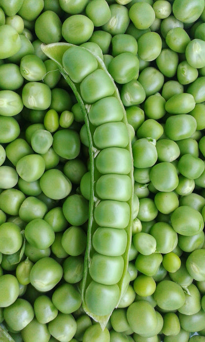 50 Super Sugar Snap Pea (Pisum Sativum Macrocarpon) Seeds