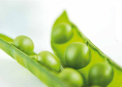 50 Oregon SUGAR POD II Pea Pisum Sativum Macrocarpon Vegetable Seeds