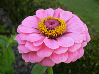 250 Mixed Colors Zinnia (Zinnia Elegans) Seeds