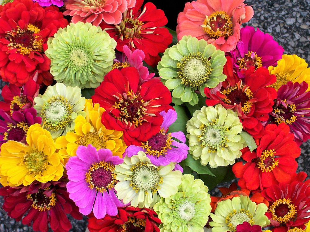 250 Mixed Colors Zinnia (Zinnia Elegans) Seeds