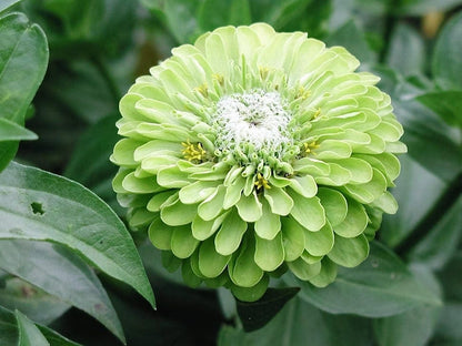 250 Mixed Colors Zinnia (Zinnia Elegans) Seeds