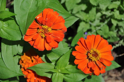 250 Mixed Colors Zinnia (Zinnia Elegans) Seeds