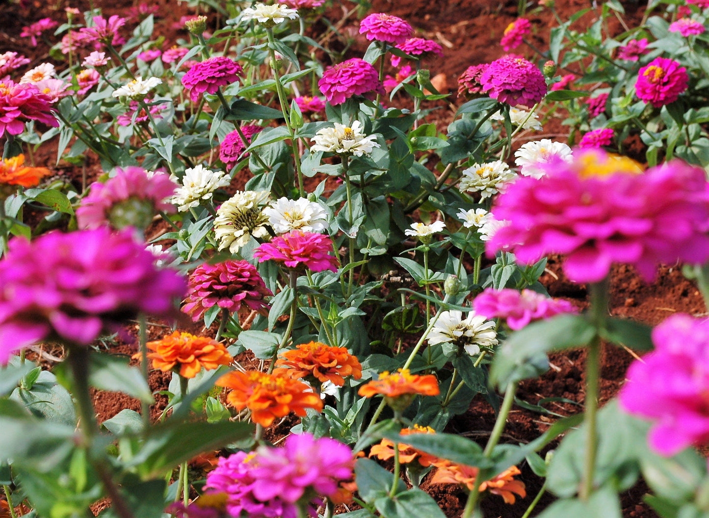 250 Mixed Colors Zinnia (Zinnia Elegans) Seeds