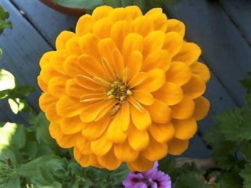 250 Mixed Colors Zinnia (Zinnia Elegans) Seeds