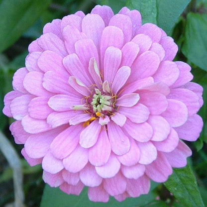500 Mixed Colors CALIFORNIA GIANT ZINNIA Elegans Flower Seeds