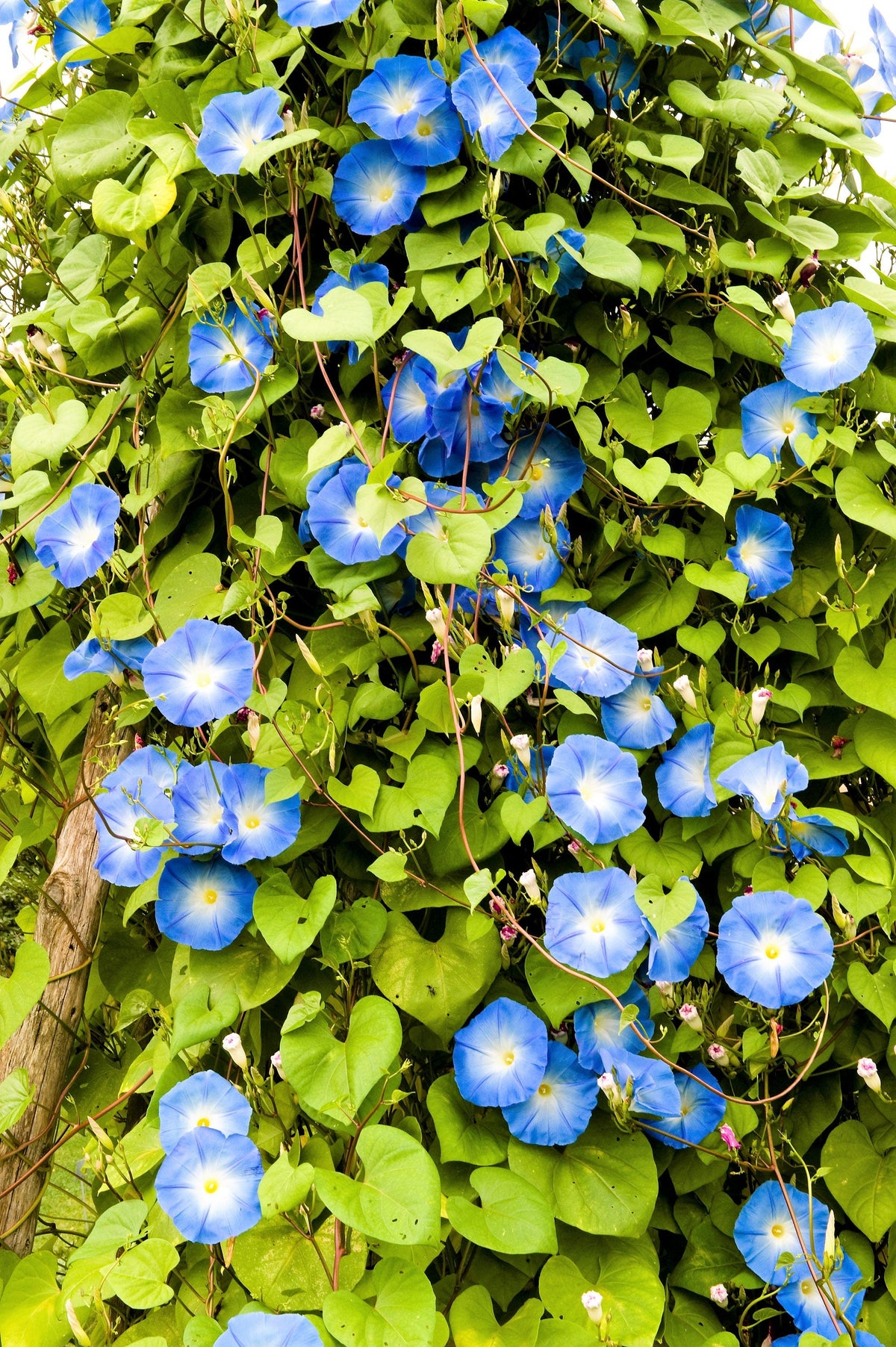 Mixed Morning Glory (Ipomoea purpurea) Seeds – 50 ct