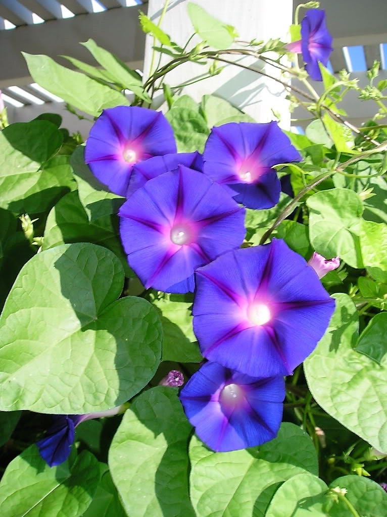Mixed Morning Glory (Ipomoea purpurea) Seeds – 50 ct
