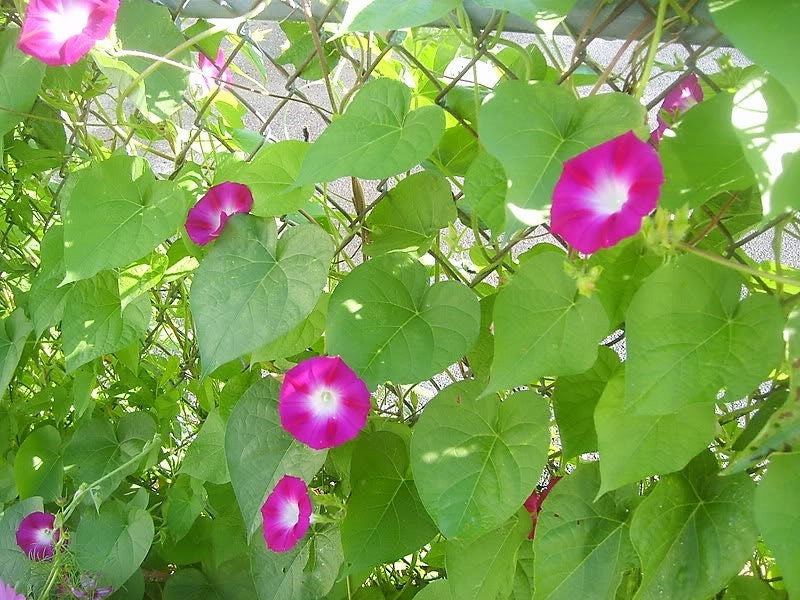 Mixed Morning Glory (Ipomoea purpurea) Seeds – 50 ct