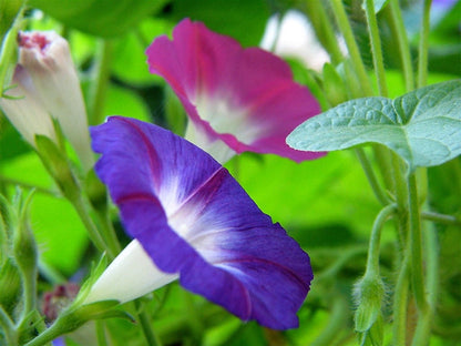 Mixed Morning Glory (Ipomoea purpurea) Seeds – 50 ct