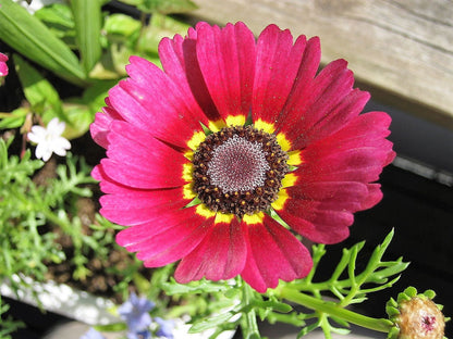 250 TRICOLOR PAINTED DAISY (Pyrenthrum Daisy) Chrysanthemum Carinatum Flower Seeds
