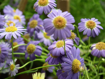 Mixed Swan River Daisy (Brachyscome iberidifolia) Seeds – 200 ct