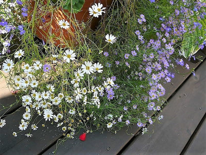 Mixed Swan River Daisy (Brachyscome iberidifolia) Seeds – 200 ct