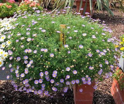 Mixed Swan River Daisy (Brachyscome iberidifolia) Seeds – 200 ct