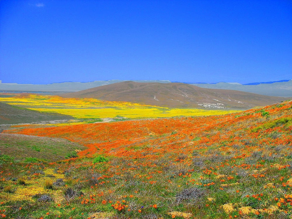 1000 California Poppy Mix (Eschscholzia Californica) Flower Seeds