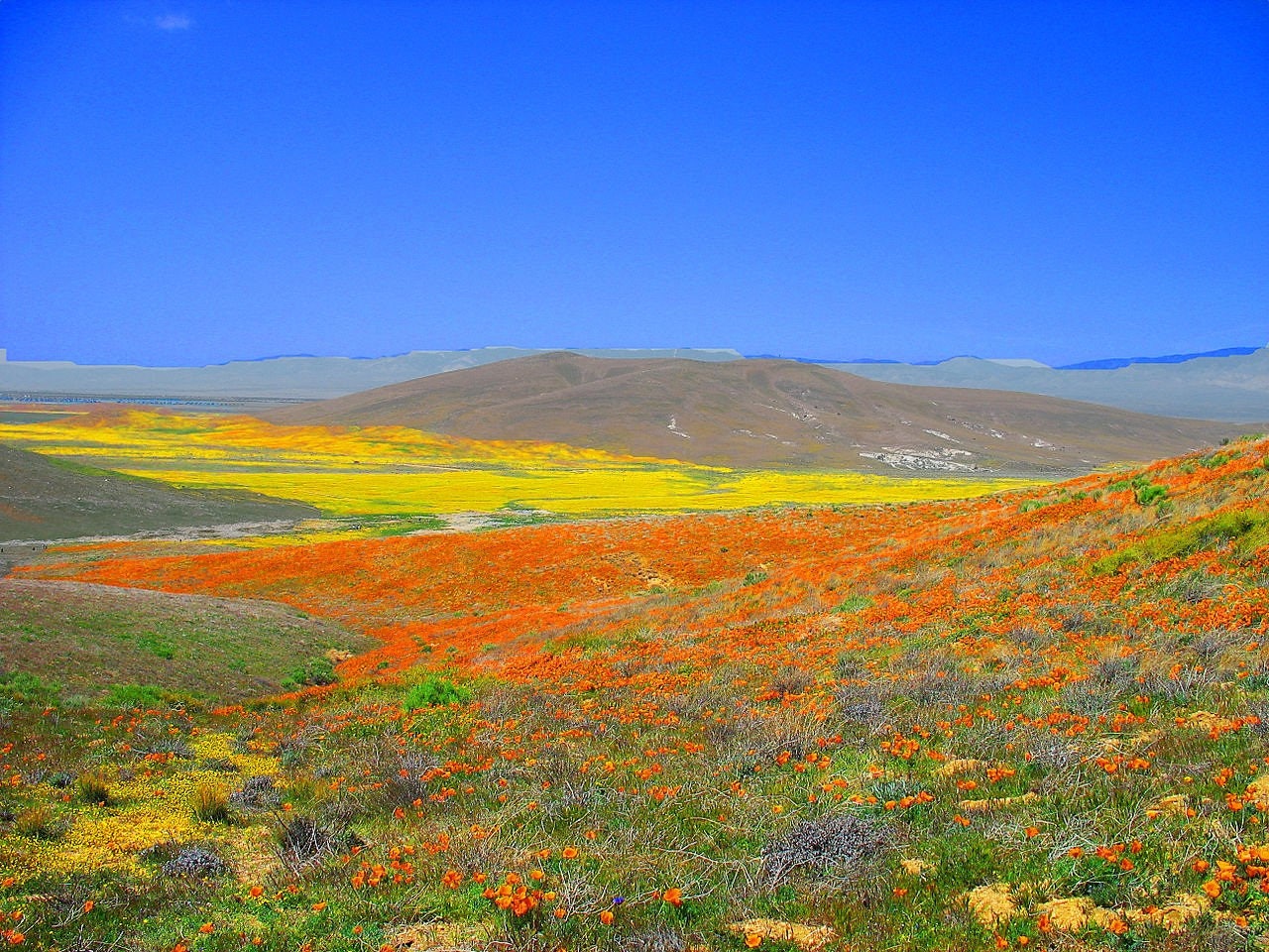 1000 California Poppy Mix (Eschscholzia Californica) Flower Seeds