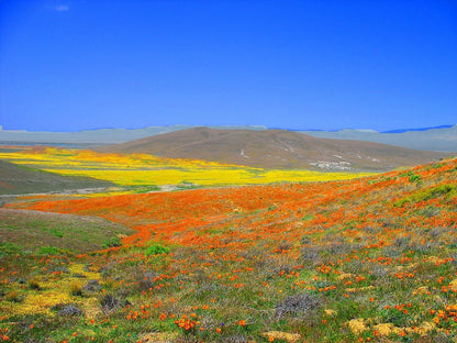 1000 California Poppy Mix (Eschscholzia Californica) Flower Seeds