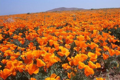 1000 California Poppy Mix (Eschscholzia Californica) Flower Seeds