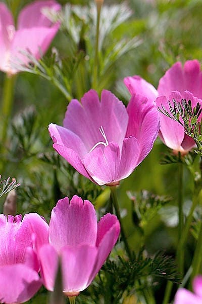 1000 California Poppy Mix (Eschscholzia Californica) Flower Seeds