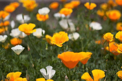 1000 California Poppy Mix (Eschscholzia Californica) Flower Seeds