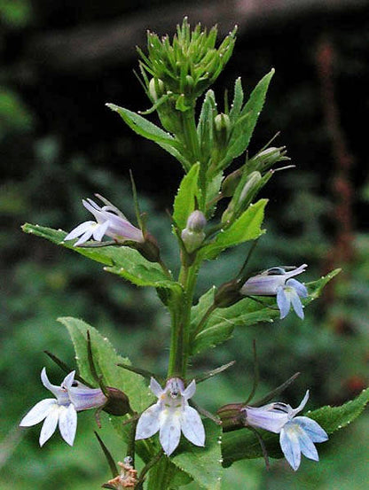 250 Indian Tobacco (Lobelia Inflata) Seeds