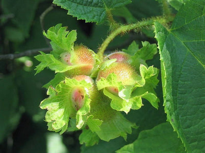 5 AMERICAN HAZELNUT TREE aka Filbert Corylus Americana Fruit Nut Seeds