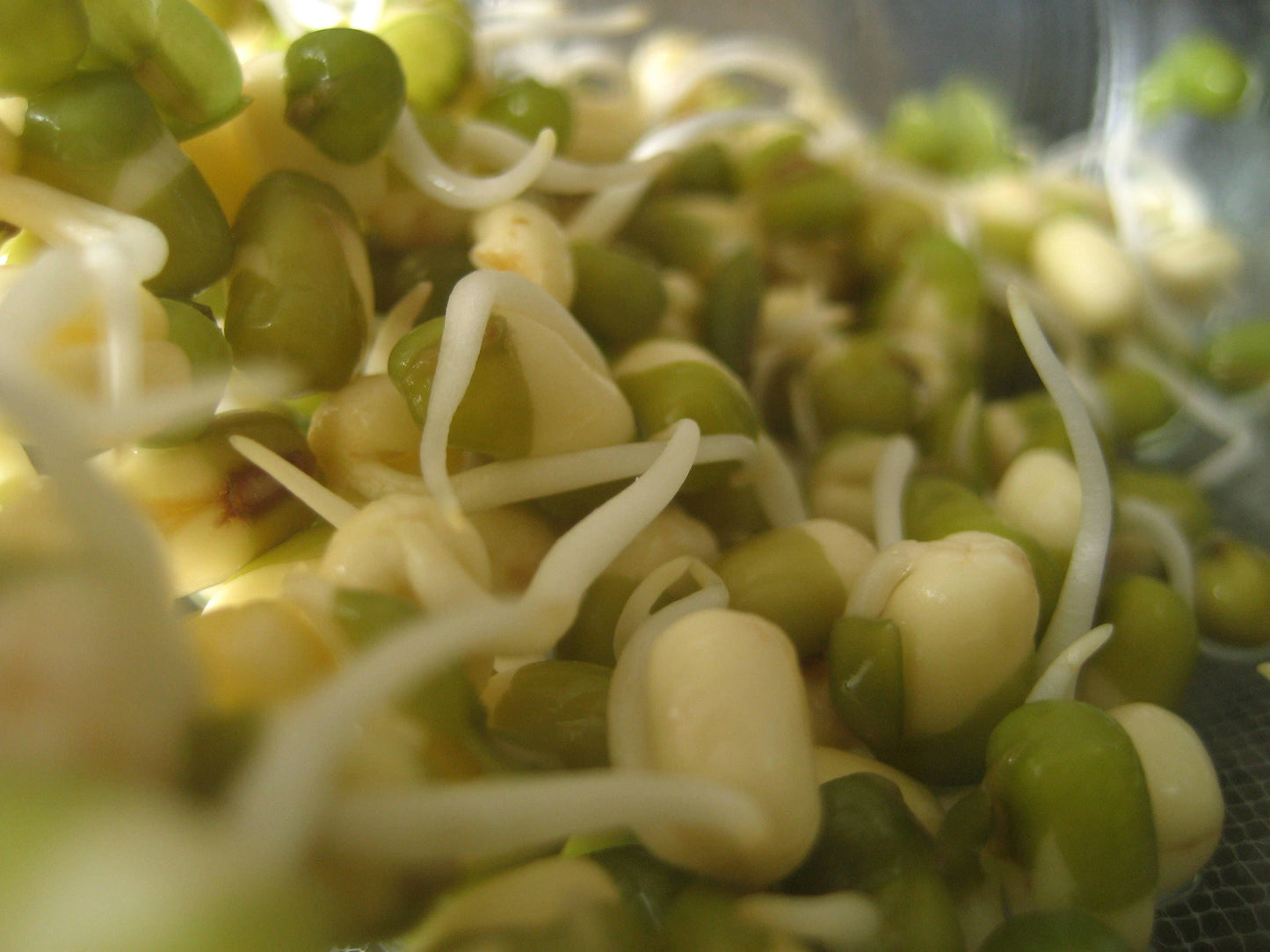 150 Mung Bean (Vigna Radiata) Seeds
