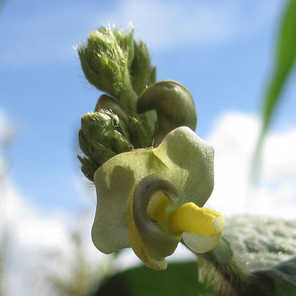 150 Mung Bean (Vigna Radiata) Seeds