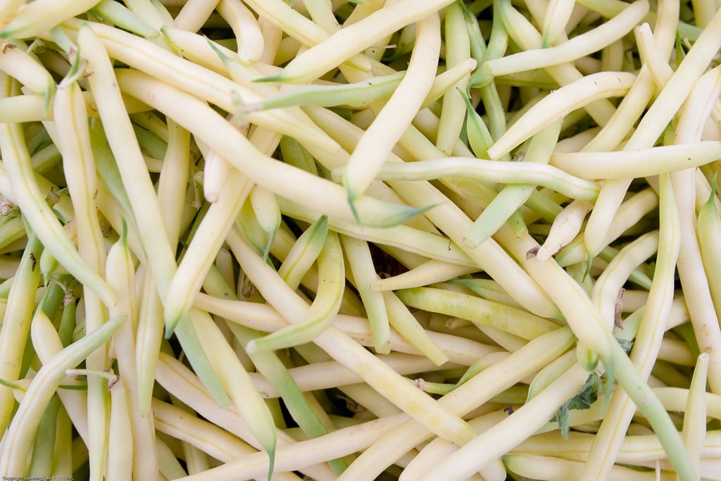 25 GOLDRUSH GREEN BEAN Bright Yellow Wax Bean Phaseolus Vulgaris Vegetable Seeds