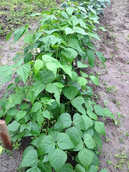 50 BURPEE STRINGLESS Green Pod BEAN French Phaseolus Vulgaris Vegetable Seeds