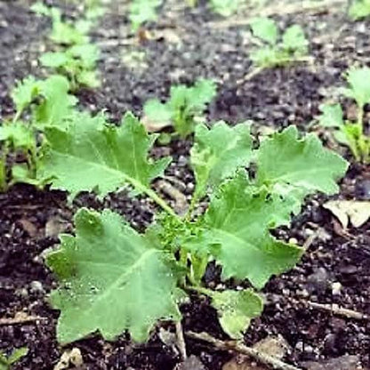 1000 Premier Kale (Brassica Oleracea) Seeds