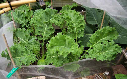 1000 Premier Kale (Brassica Oleracea) Seeds