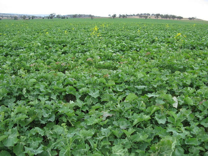 1000 HANOVER SALAD Spring KALE Smooth Siberian Brassica Napus Vegetable Seeds