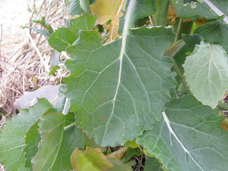 1000 HANOVER SALAD Spring KALE Smooth Siberian Brassica Napus Vegetable Seeds