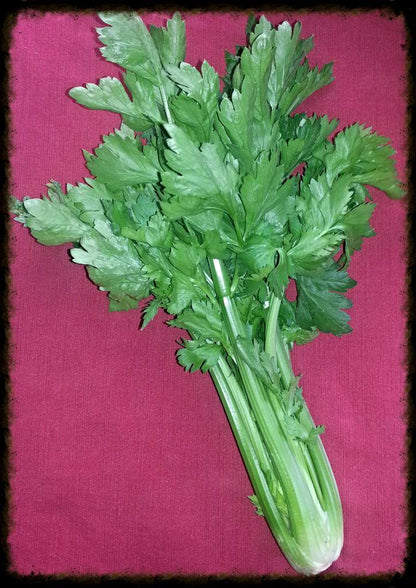 2000 Cutting LEAF CELERY Apium Graveolens European Chinese Herb Seeds