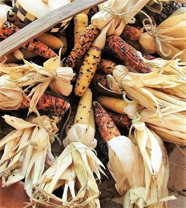 50 Indian Mini Mix Corn (Zea Mays) Seeds
