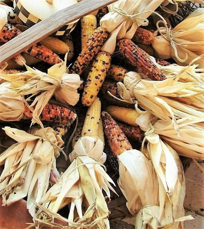 50 Indian Mini Mix Corn (Zea Mays) Seeds