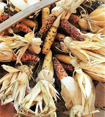 50 Indian Mini Mix Corn (Zea Mays) Seeds