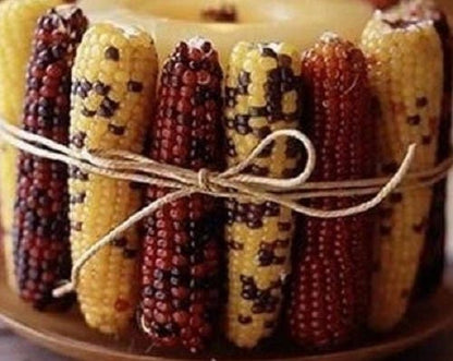 50 Indian Mini Mix Corn (Zea Mays) Seeds