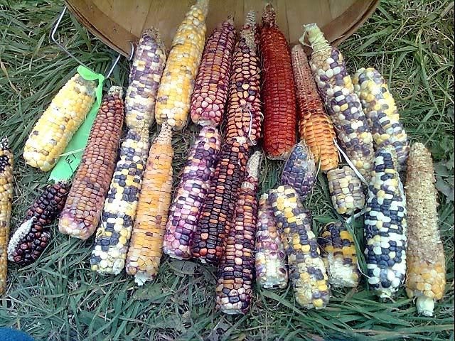 50 Indian Mini Mix Corn (Zea Mays) Seeds