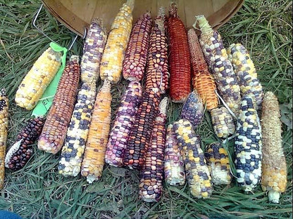 50 Indian Mini Mix Corn (Zea Mays) Seeds