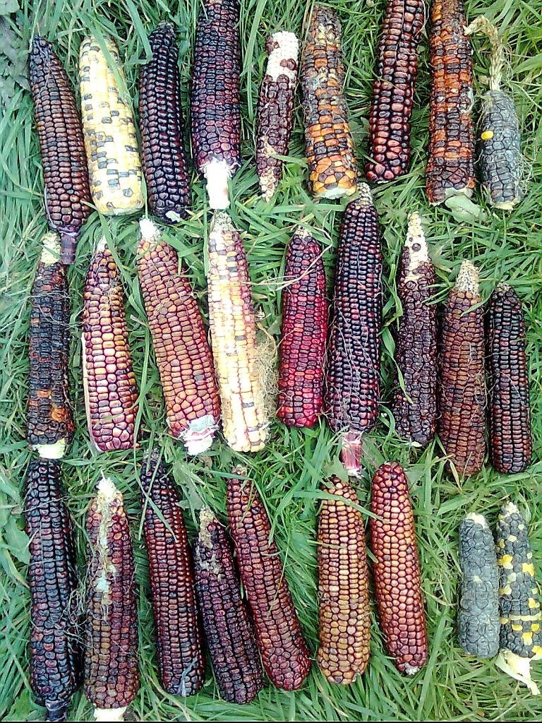 50 Indian Mini Mix Corn (Zea Mays) Seeds