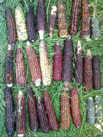 50 Indian Mini Mix Corn (Zea Mays) Seeds