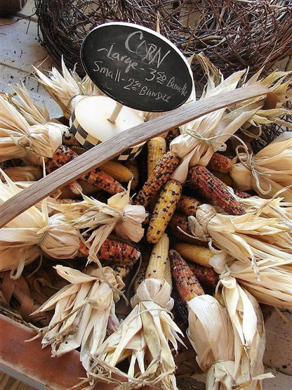 50 Indian Mini Mix Corn (Zea Mays) Seeds