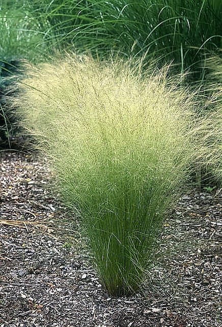 Mexican Feather Grass (Nassella tenuissima) Seeds – 25 ct