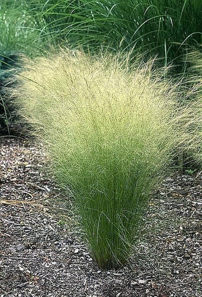 Mexican Feather Grass (Nassella tenuissima) Seeds – 25 ct